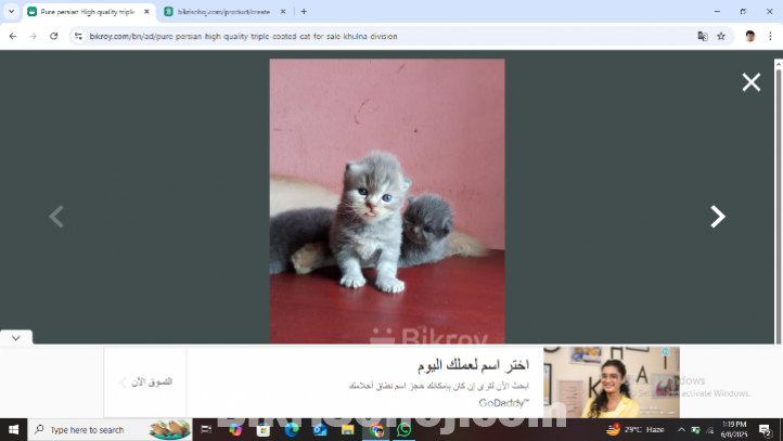 pure persian cats